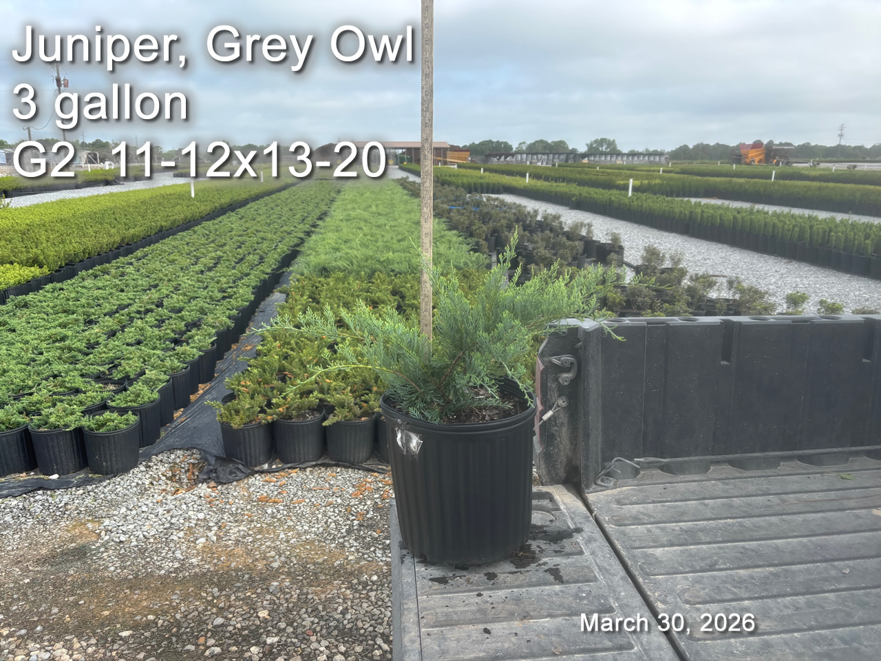 gallery/jgo3 g2 mar30.jpg